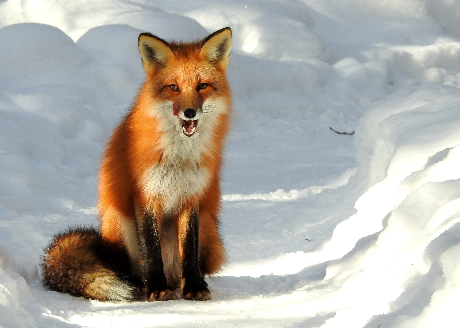 Red fox